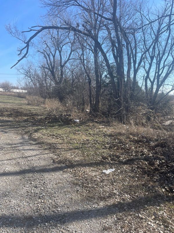 Tree removal and cleanup project